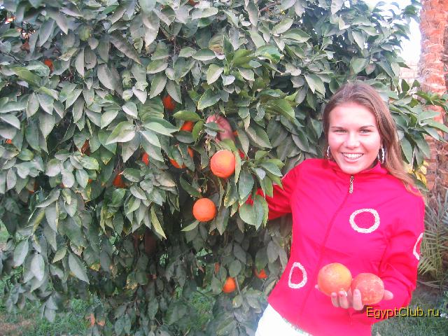 � ����� Jasmine Village