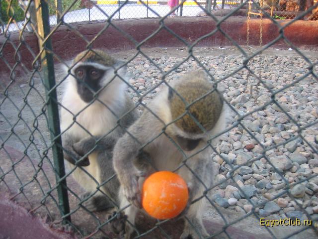 ������� � ����� Jasmine