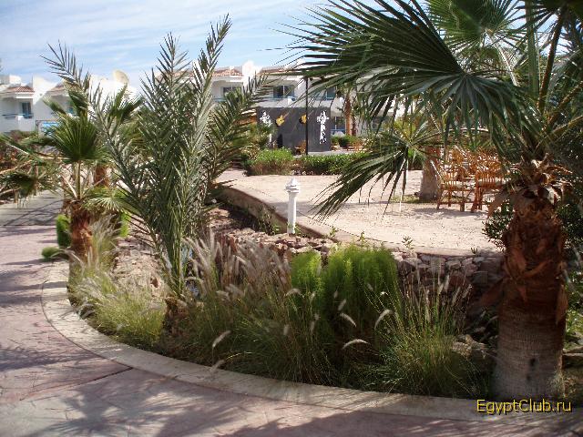 Oasis ���� � Dreams Beach