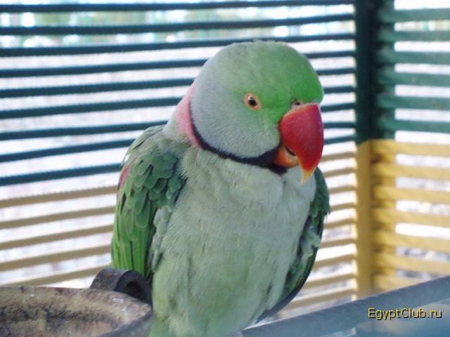 ���������� � Dreams Beach