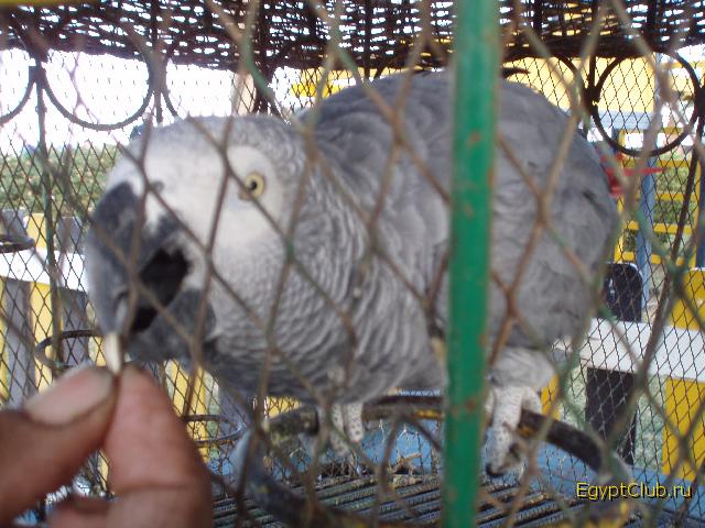 ����� ���������