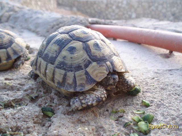 ��������� � ����� ������ Dreams Beach