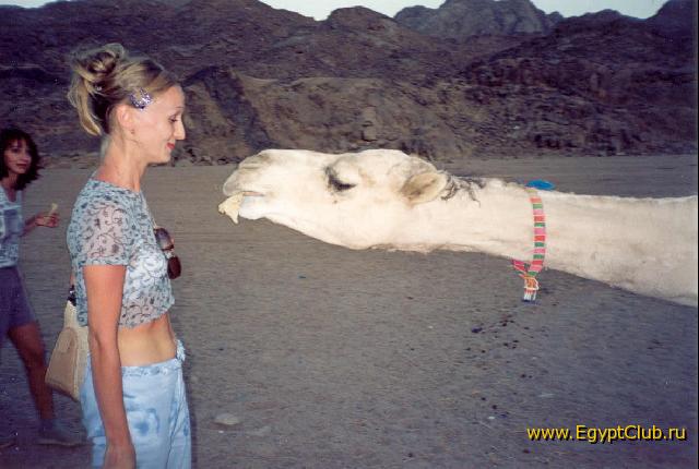 ��������� �������