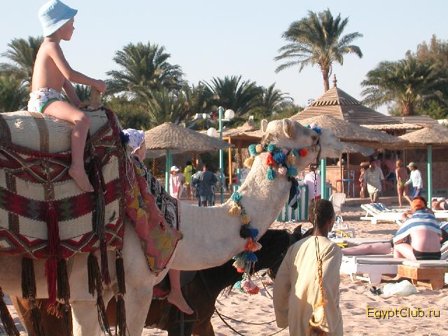 Shams Safaga. ��������� ��������� �� ������� ��������.