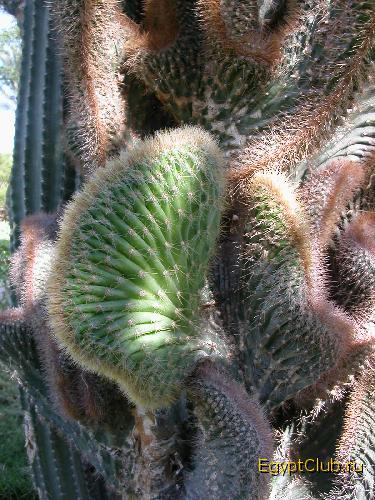 ��������� ������