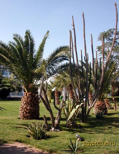 Shams Safaga. ��� ��� ���!