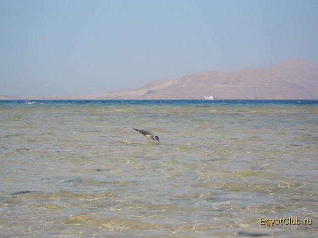 ����-����