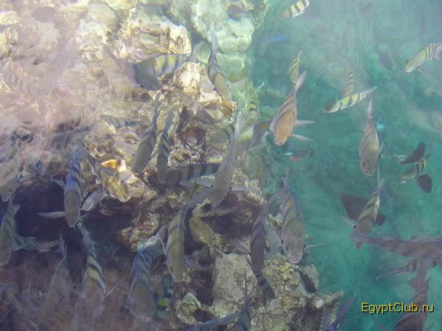 ��������� ��� � �������