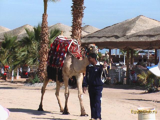 ����� �� ������