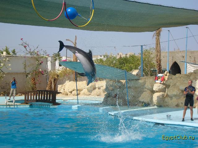 ����������� ��� �������� �����-2