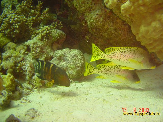 ������� ������