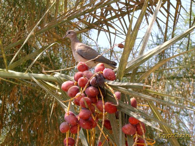 ����� ����