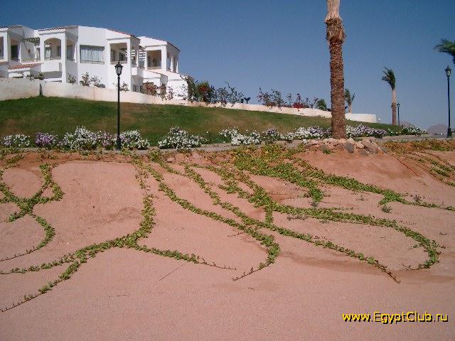 ��� ������ ������...