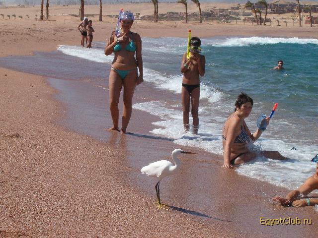 �� ����� �����