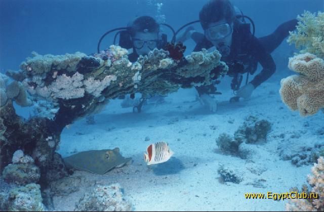 ��� �����