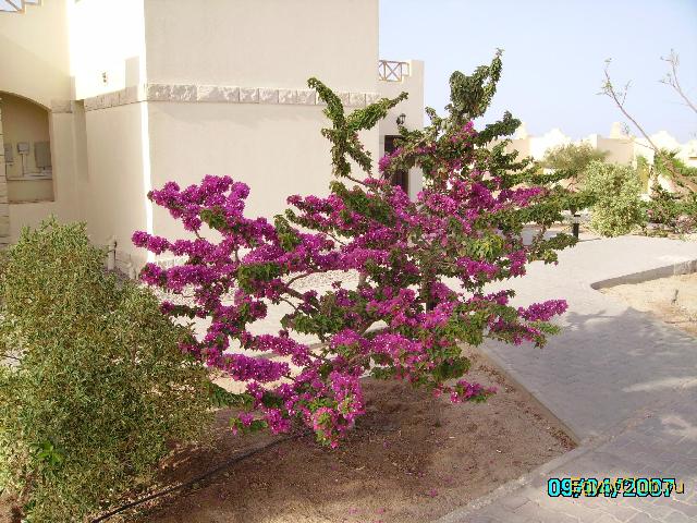 ������ �������