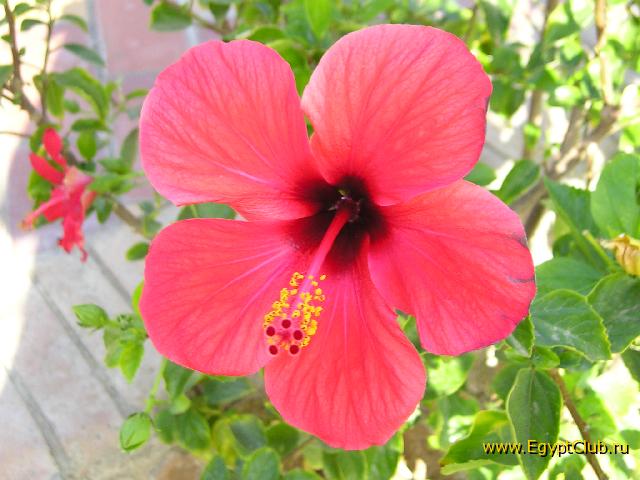 ������ �������