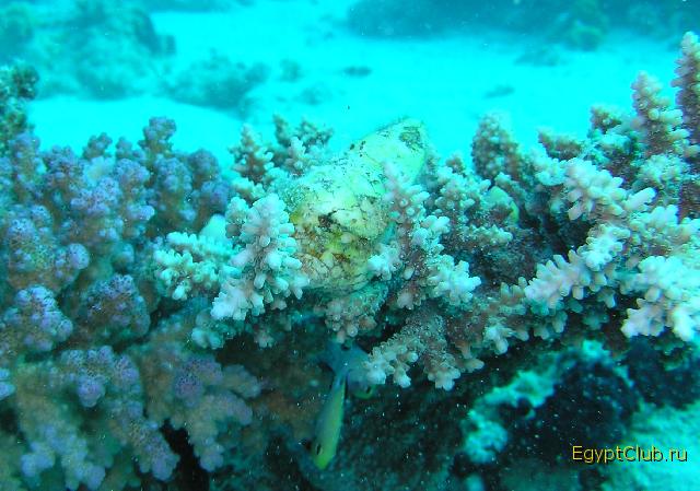 ����������� �����