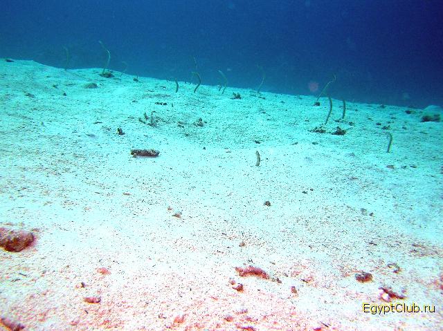 ������� �����