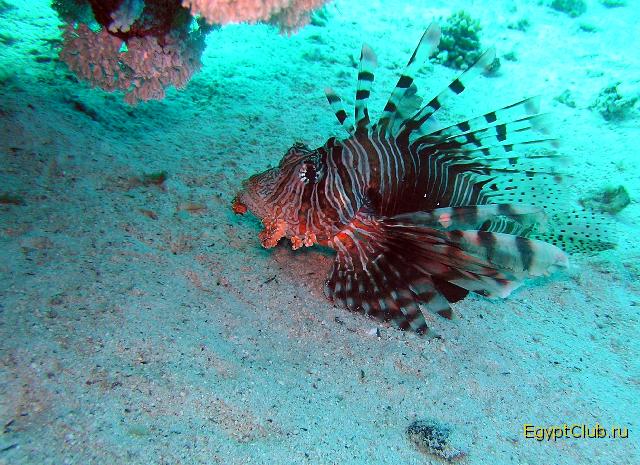 ��������-�����. ������!