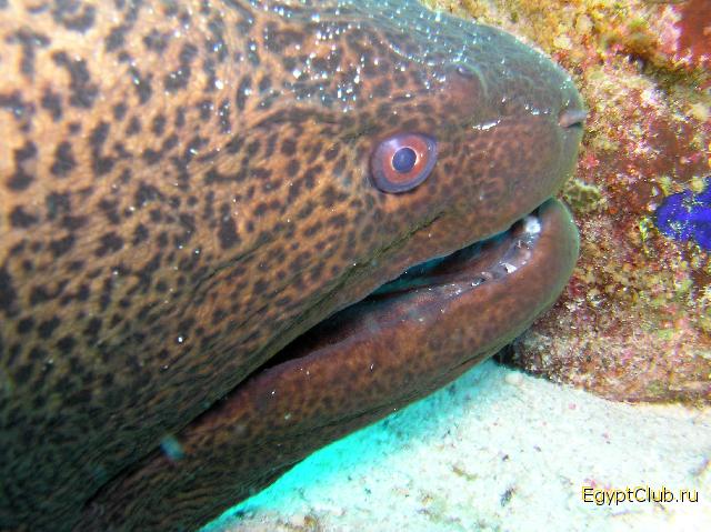 ������ - ������� ����.