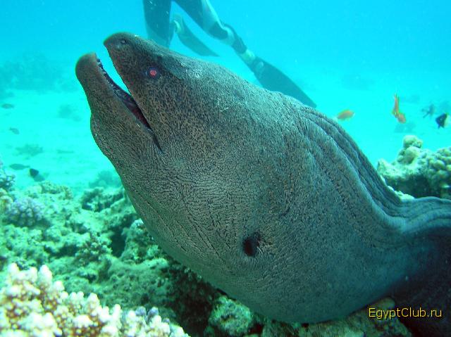 ���������� ������