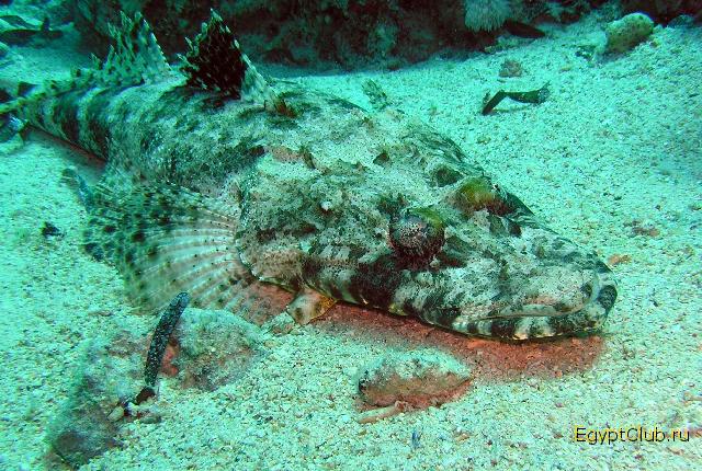 ����-��������