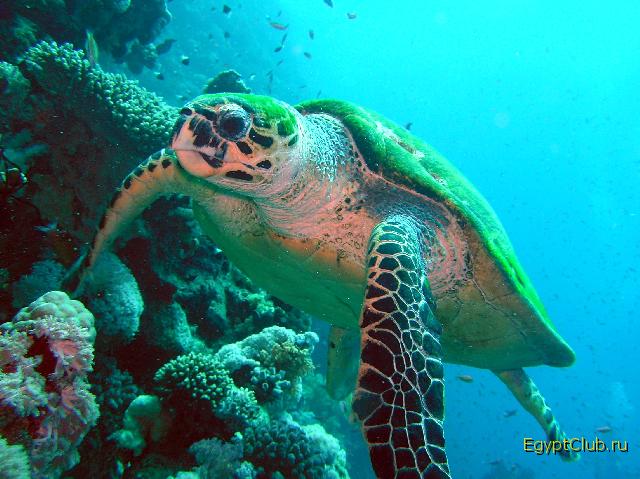 ������� ��������