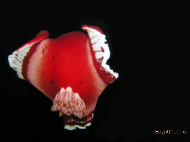 ��������� ������