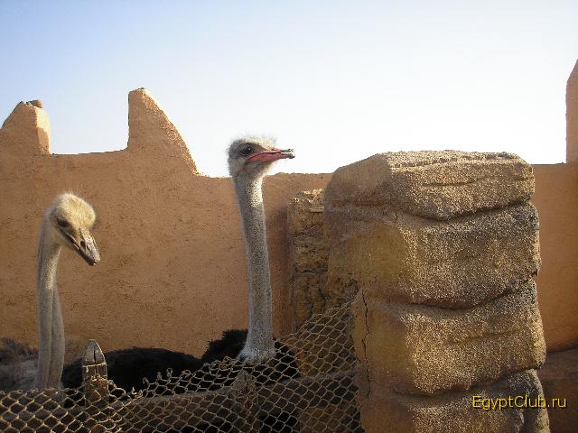 ����-��� ����� ����� ���