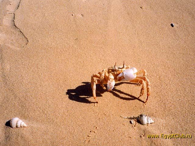 3. ��������� ��������� ����� � ������ Royal Zaafarana