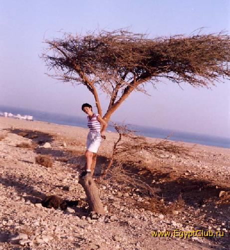 ������ � ������� � ������� ��������! (����� ������� ����� ����� Royal Zaafarana)