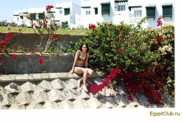 ������ �