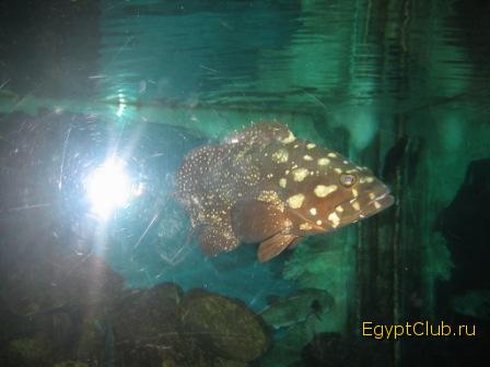 Aquarium in El Gouna