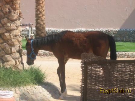 ���� Albatros Resort