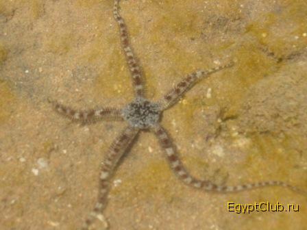 Sea Star