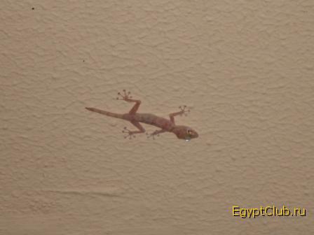 ���������� ������ �����