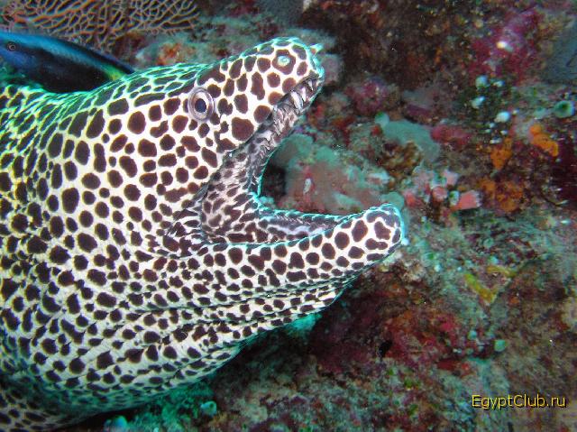 �������� ������