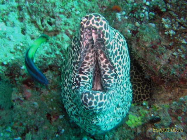 �������� ������