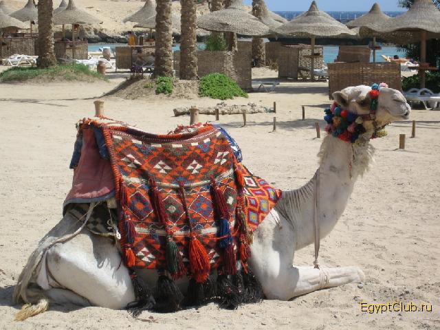 ������ �������