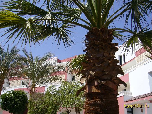 ������� ������ Beach Albatros Sharm