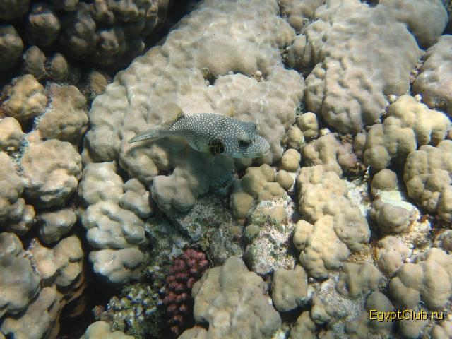 ��������� ��� ��� ������