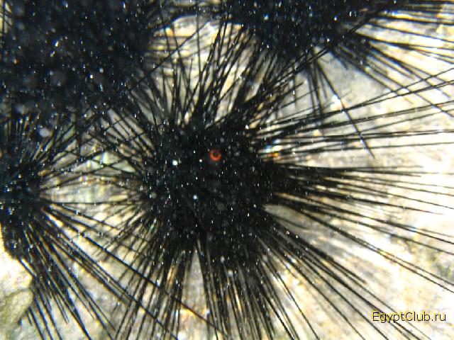 ������� ���