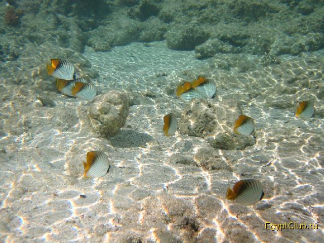 �� ���������� � �����