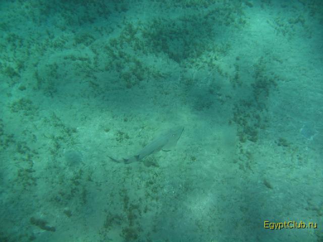 ���� � ��� ������