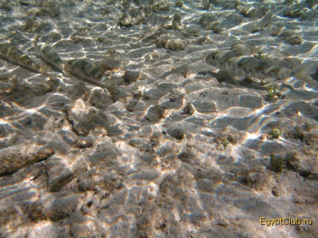 �������� � ���