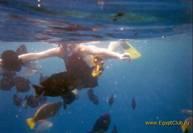 ���������� ����������