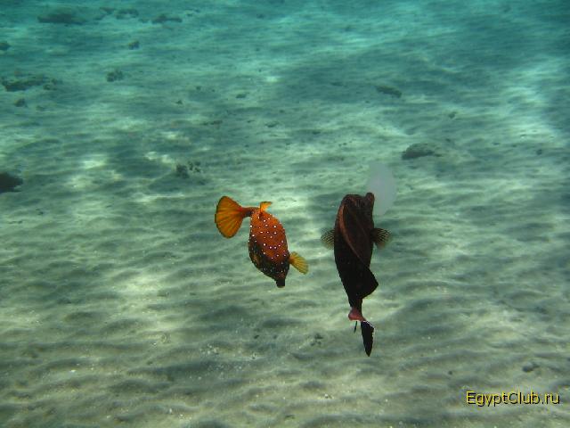 ��������� ��� ��� ������