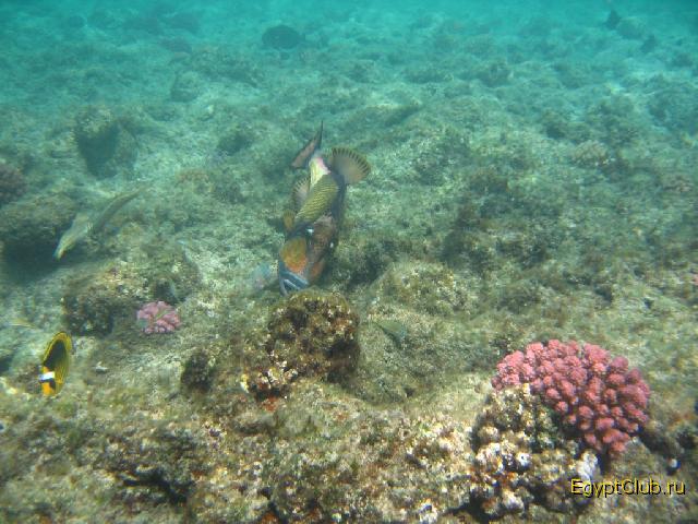 ��������� ��� ��� ������