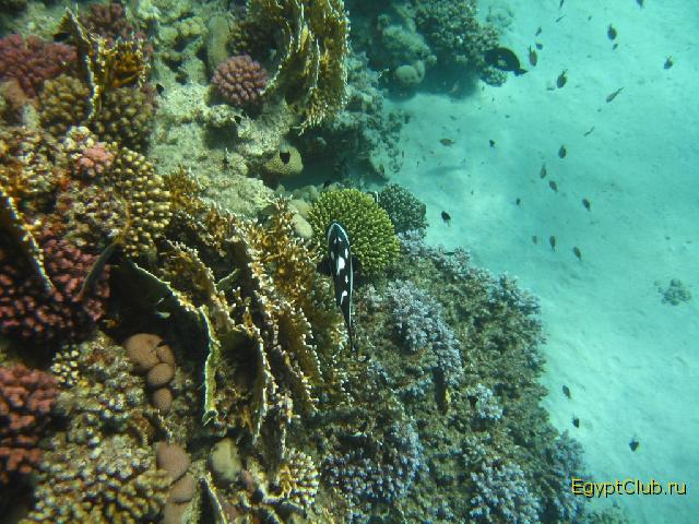 ��������� ��� ��� ������